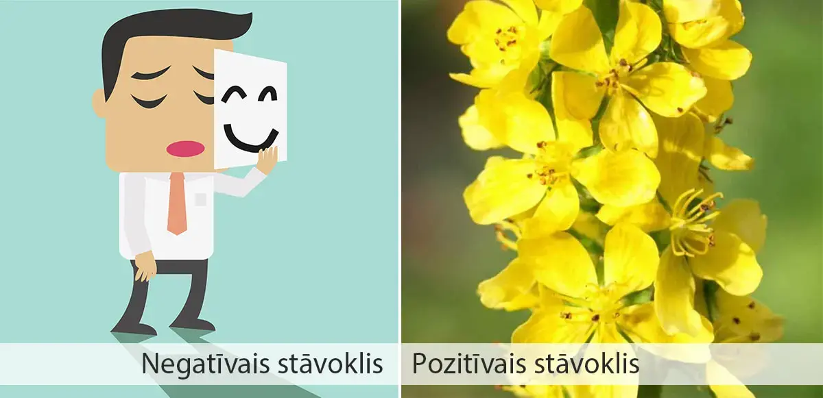 negativs un pozitivs baha ziedu ietekme