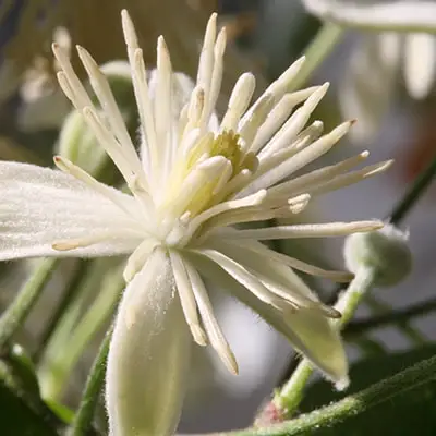 Mezvitenis Clematis