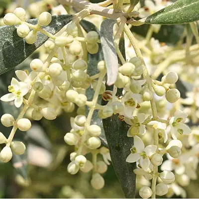 Olivkoks Olive