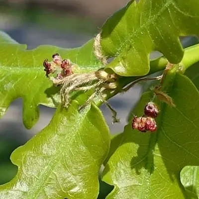 Ozols Oak