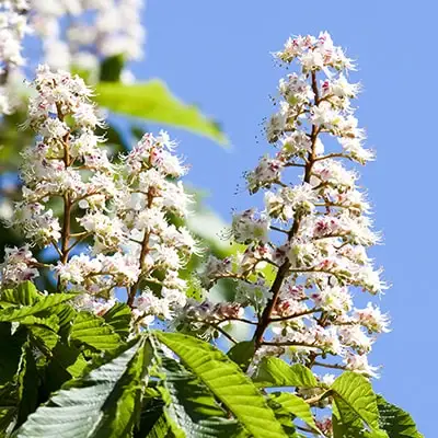 Parasta zirgkastana White Chestnut
