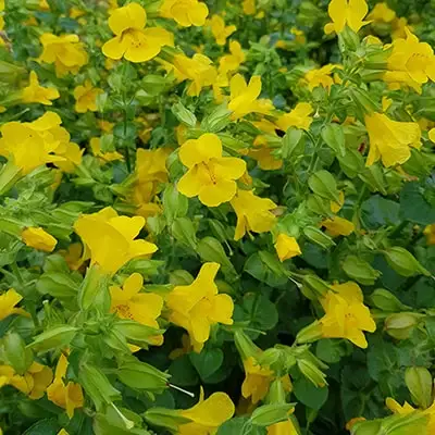 Pertikmutite Mimulus