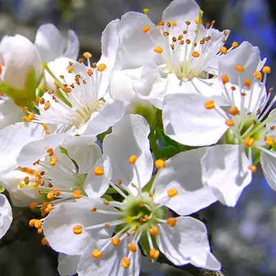Plume Cherry Plum