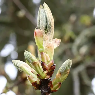 Pumpurs Chestnut Bud