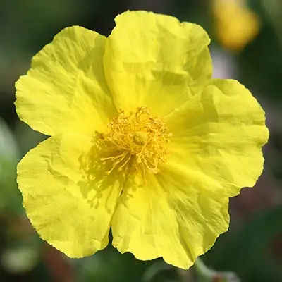 Saulrozite rock rose