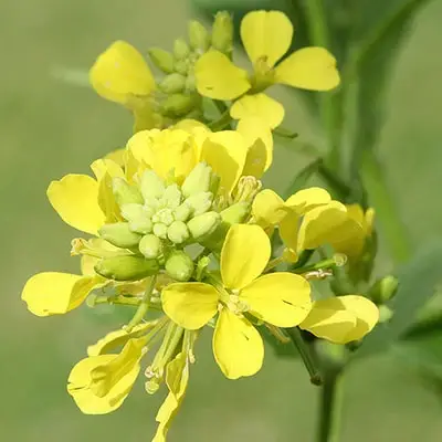 Sinepe Mustard