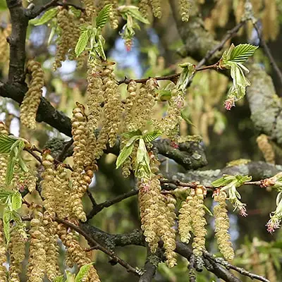 Skabardis Hornbeam