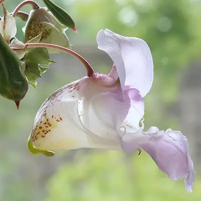 Sprigane Impatiens