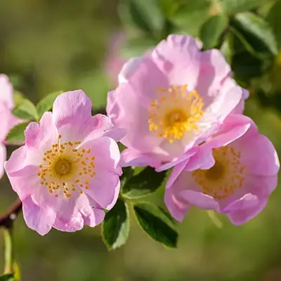 Sunu Roze Wild Rose