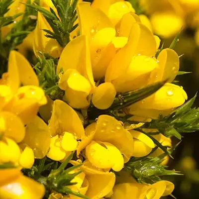 Ulekss Gorse