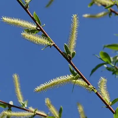 Vitols Willow