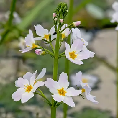 sermulite water violet