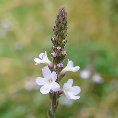 verbena vervain