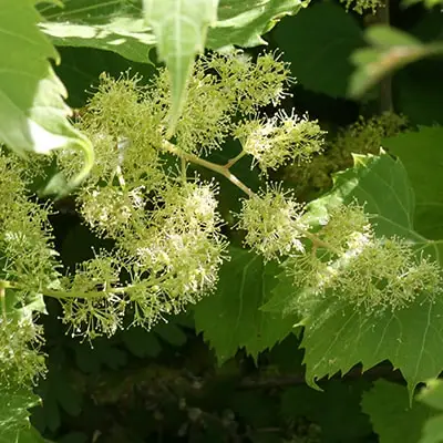 vinkoks vine