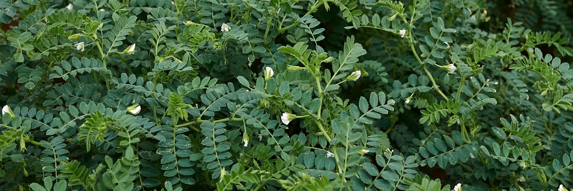 anuazirnis