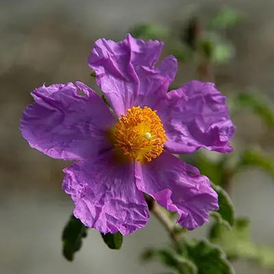 klinsroze eiropas senaugi