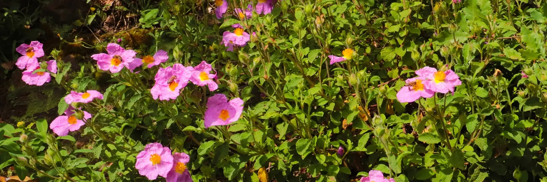 klinsroze