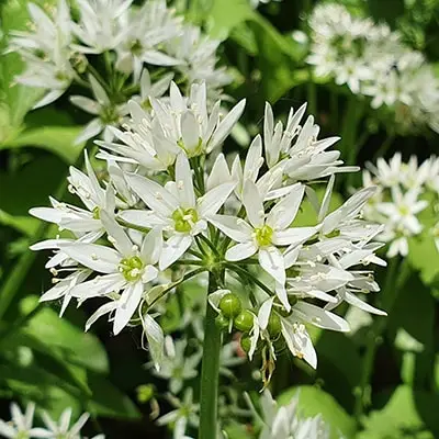 laksis eiropas senaugi
