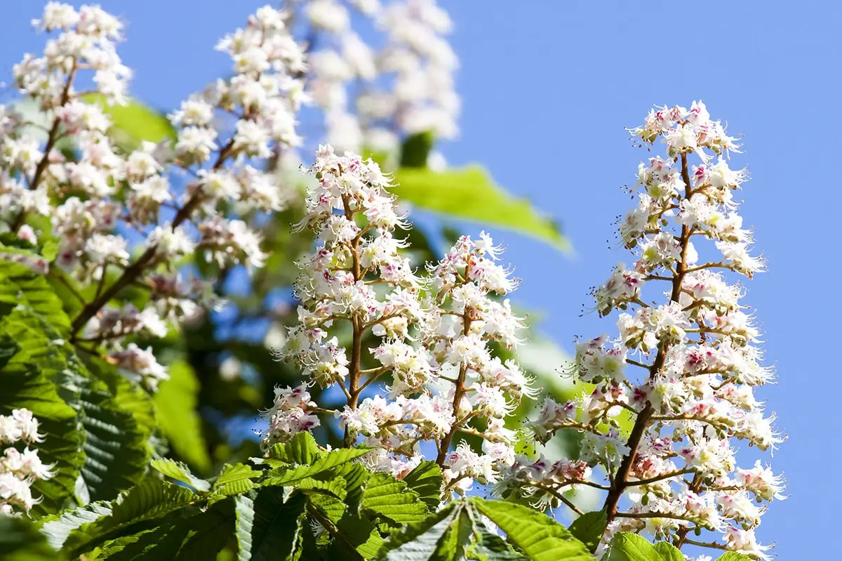 parasta zirgkastana white chestnut