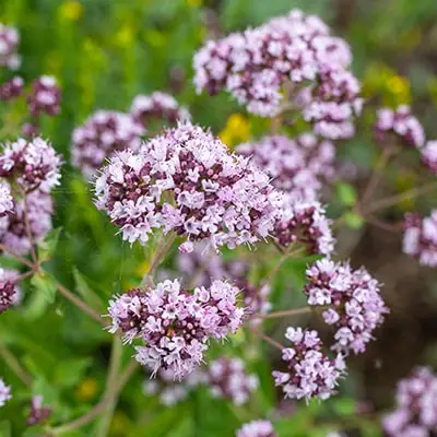 raudene eiropas senaugi