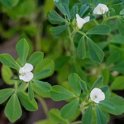 sierabolins eiropas senaugi
