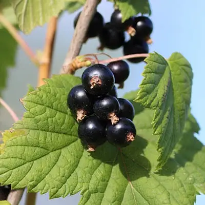 upene eiropas senaugi